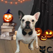 フレンチブルドッグ