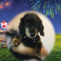 Mダックスフント