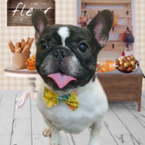 フレンチブルドッグ