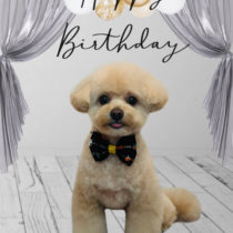 ポメラニアン×トイプードルmix