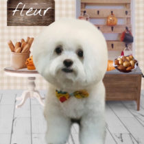 マルチーズ×チワワmix