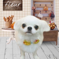 ペキニーズ×チワワ