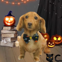 ミニチュアダックスフンド