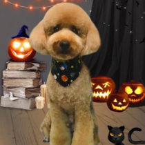 ミニチュアプードル