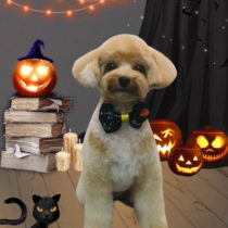 トイプードル×マルチーズmix