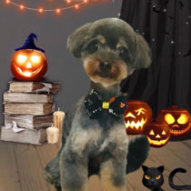 チワワ×トイプードル