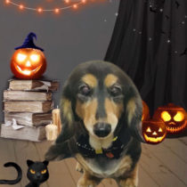 Ｍダックスフント