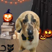 Ｍダックスフント