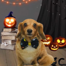 カニンヘンダックスフンド