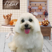 マルチーズ×Mダックスmix