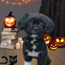 トイプードル×狆