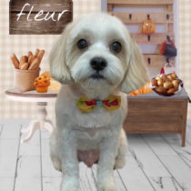 キャバリア×マルチーズmix