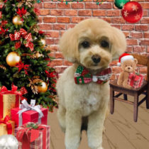 マルチーズ×トイプードル