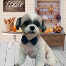 シーズー×チワワmix