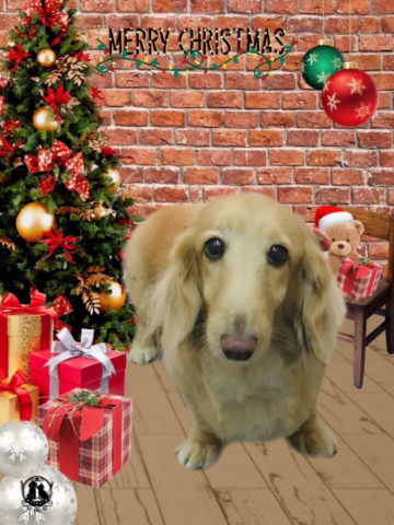 Mダックスフント