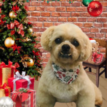 トイプードル×ペキニーズmix