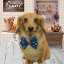 カニヘンダックスフント