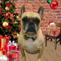 フレンチブルドッグ