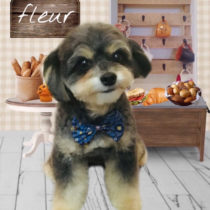 チワワ×トイプードルmix