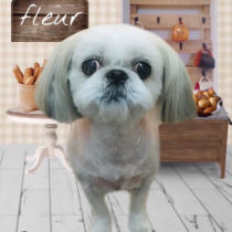 シーズー×ペキニーズmix