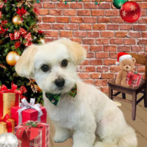 マルチーズ×トイプードル