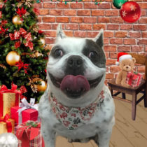 フレンチブルドッグ