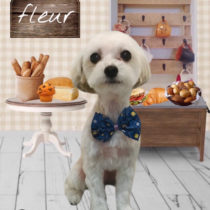 チワワ×シーズーmix