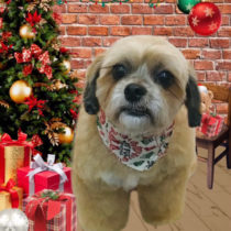 トイプードル×ポメラニアンMIX