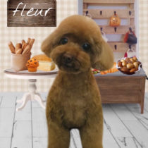 ティーカッププードル