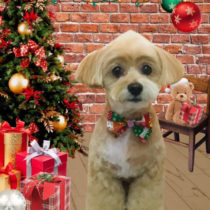 チワワ×トイプードル