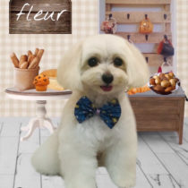 マルチーズ×トイプードル