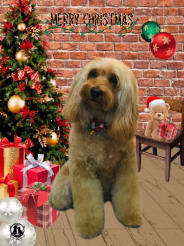 オーストラリアンラブラドゥードル