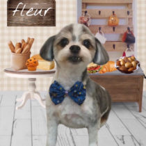 マルチーズ×チワワ