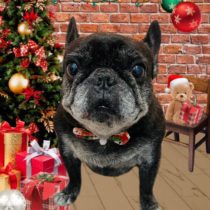 フレンチブルドッグ