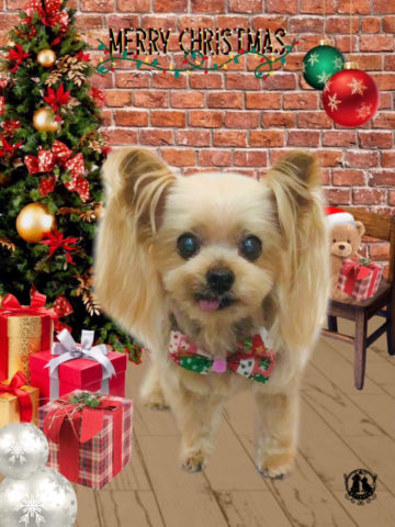 ヨークシャテリア