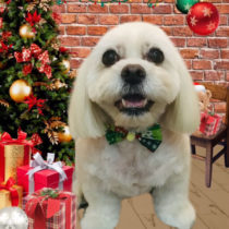 ペキニーズ×ビションフリーゼmix