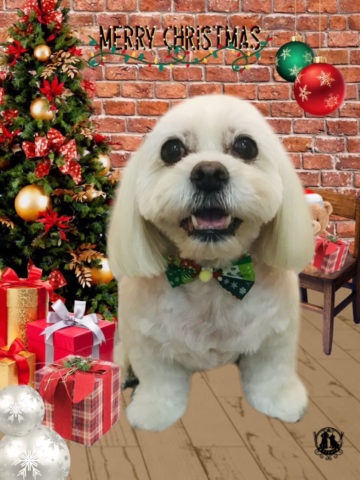 ペキニーズ×ビションフリーゼmix