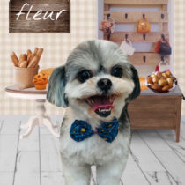 シーズー×マルチーズmix