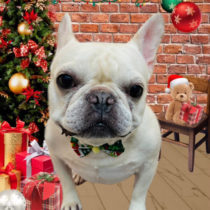 フレンチブルドッグ