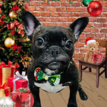 フレンチブルドッグ