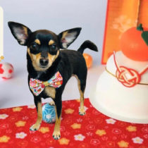 チワワ×ミニチュアピンシャー