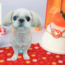 シーズー×ペキニーズmix