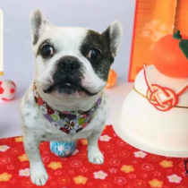 フレンチブルドッグ