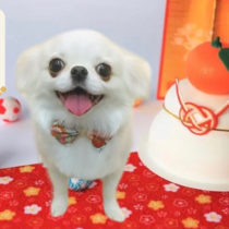 ペキニーズ×チワワmix