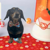 カニンヘンダックス