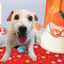 ジャックラッセルテリア