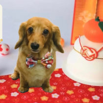 カニヘンダックスフント