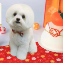 マルチーズ×チワワｍix