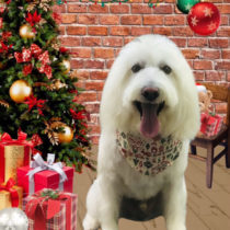 Mシュナウザー×ウエスティー