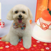 マルチーズ×トイプードルmix